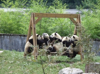 成都武侯祠大廟會.大熊貓基地.川菜博物館雙飛5日【虎媽貓爸熊孩子】