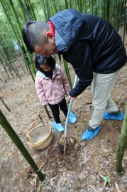 竹海踏青、賞梅、挖筍二日游